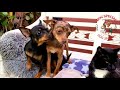 Bullterrier Mini, Prager Rattler,Katze ,stupid Dogs 
#minibullimimi #bullterrier #pragerrattler
