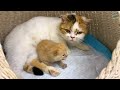 Cat steals a loudly meowing kitten from mom cat