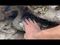 Very nice! | Amazing Pekin Duckling Hatching From Eggs - Nee Babe ducklings lovely