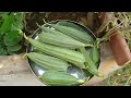 Organic Fresh Ridge gourds harvest