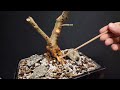 Elm Bonsai - (Jacqueline Hillier)