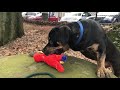 Sirius Slo-mo: Shelter Dog Slowed Down