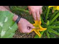 El calabacín y sus flores: la polinización. Sostenibles: ecología desde casa
