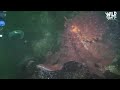 Guy Offers Hand to a Giant Octopus — You Won’t Believe How He Reacts | The Dodo Wild Hearts