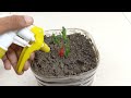 How to grow chillies at home | 100+ chillies per plant | With egg