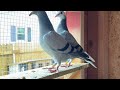 Cleaning up my messy lofts , pigeon therapy #racingpigeon