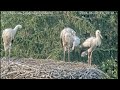 Livestream - Storchennest in Siedenlangenbeck