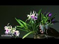 অর্কিড চারার যত্ন: সম্পূর্ণ গাইড // Secrets of Orchid Seedling Care, Orchids from  Clone  to Bloom