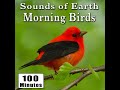 Early Morning Wild Birds Chirping and Activity (Songbirds) (Singing Bird Ambience Sound Effects)