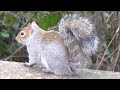 Squirrel playing on the Snow