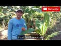 Paano ang tamang pag aabono ng saging || How to fertilize banana