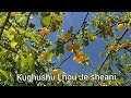 Jisu Kikimiye Kilivemo(Jesus' Love Never Fails)(Original Sumi Gospel Song) Male Voice SBAC.