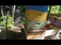 Bees Building the Hives