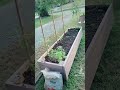 Garden Update 2024