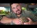 How to Hibernate Tortoises + Handling Unexpected Issues!