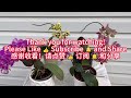 $5买的特色的蝴蝶兰，在超市也能买到有特色的蝴蝶兰/Special Phalaenopsis bought for $5