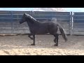 5yo.blk. gelding14h.#4217