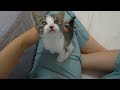 What Happens When a Rescued Kitten Becomes Completely Obsessed with Humans?