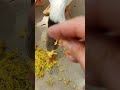 Ducks attack on our lunch🤔🤔