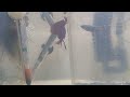 Betta fish breeding