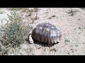 Desert Tortoise in the yard. 3/23/2020