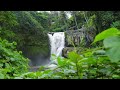 Amazon Wildlife In 4K - Animals That Call The Jungle Home | Amazon Rainforest | Relaxation Film