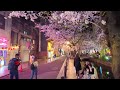 4/7(日)満開京都の桜 賑わう木屋町の桜ライトアップを歩く【4K】Cherry Blossoms in Kyoto Kiyamachi Street