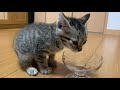 【保護子猫】保護して最初の食事に震えながら食べる子猫ちゃん！ A kitten that protects and eats while trembling for the first meal!