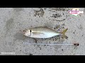 【肝はハリスの長さ？】真冬でも尺アジ連発のカゴ釣り必殺メソッド Japanese amberjack