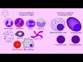 Hematopoiesis | Hematology |Watch how blood cells are made inside the body | redmedbd