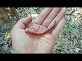 wadidaw seru sekali sekali ada banyak menemukan kaki seribu millipede bekicot snail hewan lucu.