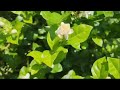 Jasmine plant with lots of Flowers/ മുല്ല ചെടിയിൽ ഒത്തിരി മുല്ലപ്പൂവ്