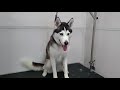 Screaming Husky dog tells off the groomer