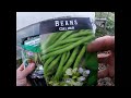 Planting Beans and Bok Choy