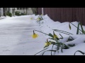 Snow day in Christchurch 2011-08-15