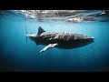 Aquarium 4K VIDEO (ULTRA HD) 🐠 Relaxing Oceanscapes - Healing Music for Relieving Stress