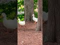 Welcome to the Duck Parade! 🦆#cute #ducks #animals #wildlife