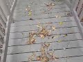 Leaves on a Bridge