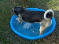 Henrietta in the Pool