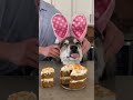 How To Make Carrot Cake For Dogs! #shorts