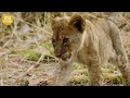 Injured Lion Cubs Suffer While Hunting, What Happens Next? | Animal Fight