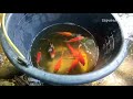 kumpulan ikan koi disungai, mancing ikan koi disungai, bnyak ikan disungai