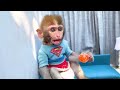 Monkey Baby Bonbon Challenges Eating Watermelon with Cute Ducklings at the Garden - Bonbon Farm