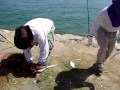 Khobar Anglers - Sabiki Rigs for Lapis