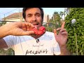 La MEJOR GUÍA DE CULTIVO DE TOMATES que verás en Youtube || en20metros