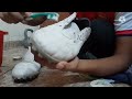 Como limpiar tus botines de cuero natural, con mantenimiento Botines Puma Borussia Argentina