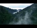 Big Sur Redwood Mist