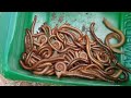 I See Lots Big Millipedes | Hunt for Millipedes | Vials Millipede #insects #animal #pets