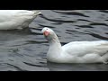 Embden Geese Embden Goose