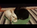 Bonded Bliss in Bunnyville